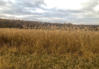 field of wheat