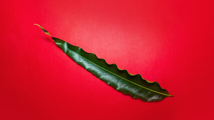 Dark Green leaf on red background.