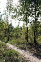 Obraz premium A path in a green deciduous forest on a clear summer day