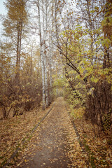 autumn tree alley