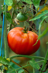 Ripening harvest of green and dark red tomatoes in a greenhouse.