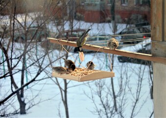 Sparrow and tit eat from the feeder on a Sunny winter day