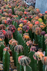 cactus garden desert