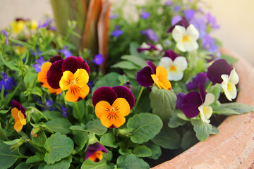 photo of colorful pansy flowers in the garden. Close up, selective focus