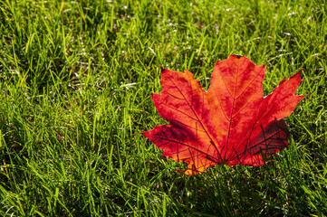 autumn maple leaf on the grass in the sunshine. High quality photo