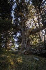 monumental stone pine in the Aleve wood