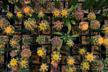 cactus garden desert