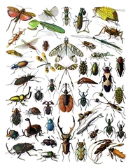 Foto op Plexiglas Vintage collection of different insects hand drawn / Antique engraved illustration from from La Rousse XX Sciele  © Basicmoments