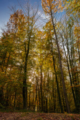 Herbstwald 04