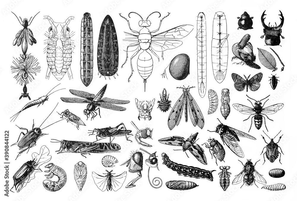 Wall mural Vintage collection of different insects hand drawn / Antique engraved illustration from from La Rousse XX Sciele	