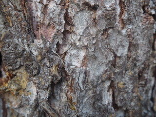 Bark winter gray background perfect forest
