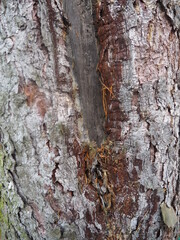 Bark winter gray background perfect forest