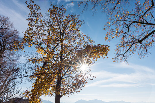 Espen  im Moor Im Herbst mit blauem Himmel und Wolken mit Sonnenstrahlen