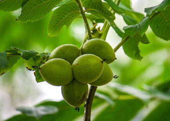 Green young fruits of a walnut in a green shell on a tree.