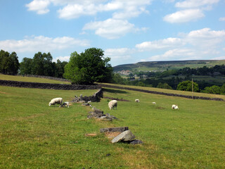 yorkshire dales landscape with sheep grazing in fields between trees and pennine and hills in the distance