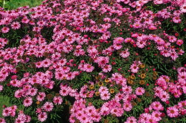 Aster, Aster novae angliae 'Alma Postschke'