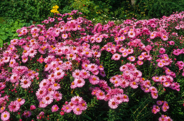 Aster, Aster novae angliae 'Alma Postschke'