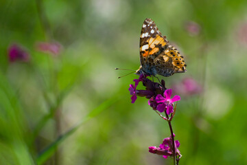 Obraz na płótnie Canvas butterfly sits on a red wildflower