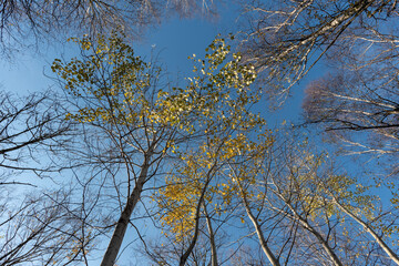 Espen  im Moor Im Herbst mit blauem Himmel und Wolken