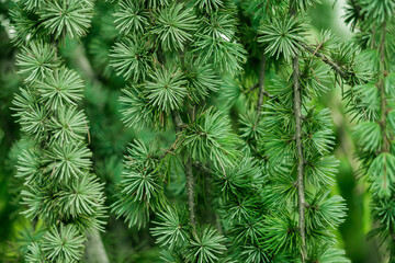 Naklejka na ściany i meble young green spruce branch background screen saver