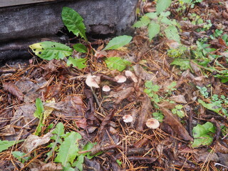 moss tree stump forest rain cold