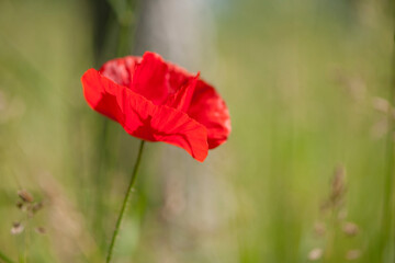 Fototapeta premium red poppy on a green background