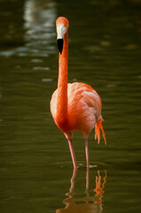 Flamant des Caraïbes,.Phoenicopterus ruber