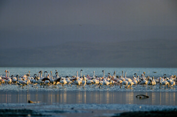 Fototapeta na wymiar Flamant nain,. Phoeniconaias minor, Lesser Flamingo, Lac Bogoria, Kenya