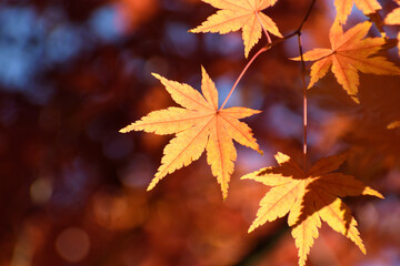 多聞院（埼玉県）の紅葉