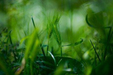 
background green spikelet in the grass