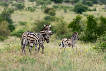 Fototapeta premium Zèbre de Burchell,.Equus quagga burchelli, Parc national Kruger, Afrique du Sud
