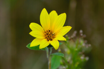 background delicate yellow wild flower closeup