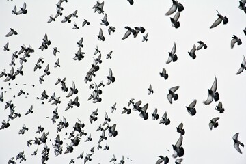 Fototapeta na wymiar A flock of pigeons in the grey sky .