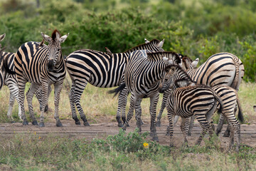 Obraz na płótnie Canvas Zèbre de Burchell,.Equus quagga burchelli, Parc national Kruger, Afrique du Sud