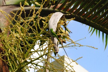 Green lizard perched on a dried coconut branch