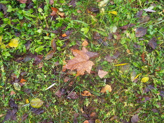 autumn winter cold leaf last grass