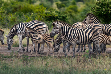 Fototapeta premium Zèbre de Burchell,.Equus quagga burchelli, Parc national Kruger, Afrique du Sud