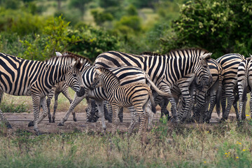 Obraz na płótnie Canvas Zèbre de Burchell,.Equus quagga burchelli, Parc national Kruger, Afrique du Sud