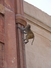 A small monkey climbs up a wall at the Red Fort in India.