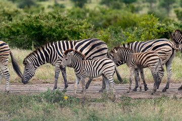 Fototapeta na wymiar Zèbre de Burchell,.Equus quagga burchelli, Parc national Kruger, Afrique du Sud