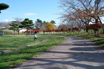 おいらせ　いちょう公園