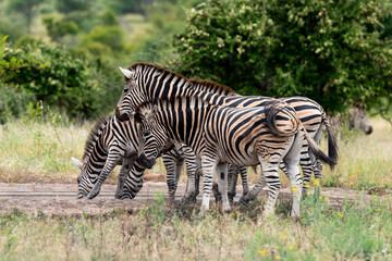 Zèbre de Burchell,.Equus quagga burchelli, Parc national Kruger, Afrique du Sud