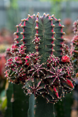 Obraz premium cactus garden desert