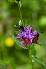 Geo-Pfad bei Achenkirch in Tirol Österreich
