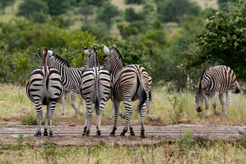 Zèbre de Burchell,.Equus quagga burchelli, Parc national Kruger, Afrique du Sud