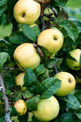 Fresh yellow apples on the branches in the garden.