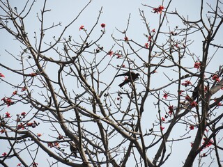 A small bird perches on a branch of a flowering flame tree in the Marianas