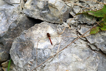 dragonfly on the rock
