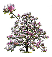 Magnoliaceae or magnolia tree flowering / Antique engraved illustration from from La Rousse XX Sciele  © Basicmoments