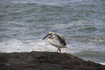 A single pelican on the rocks. By the wild Atlantic ocean. Yzerfontain, West coast of South Africa, Africa.  